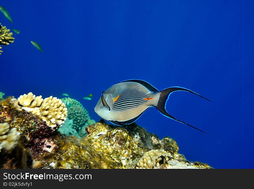 Underwater image of tropical fishes - surgeon fish