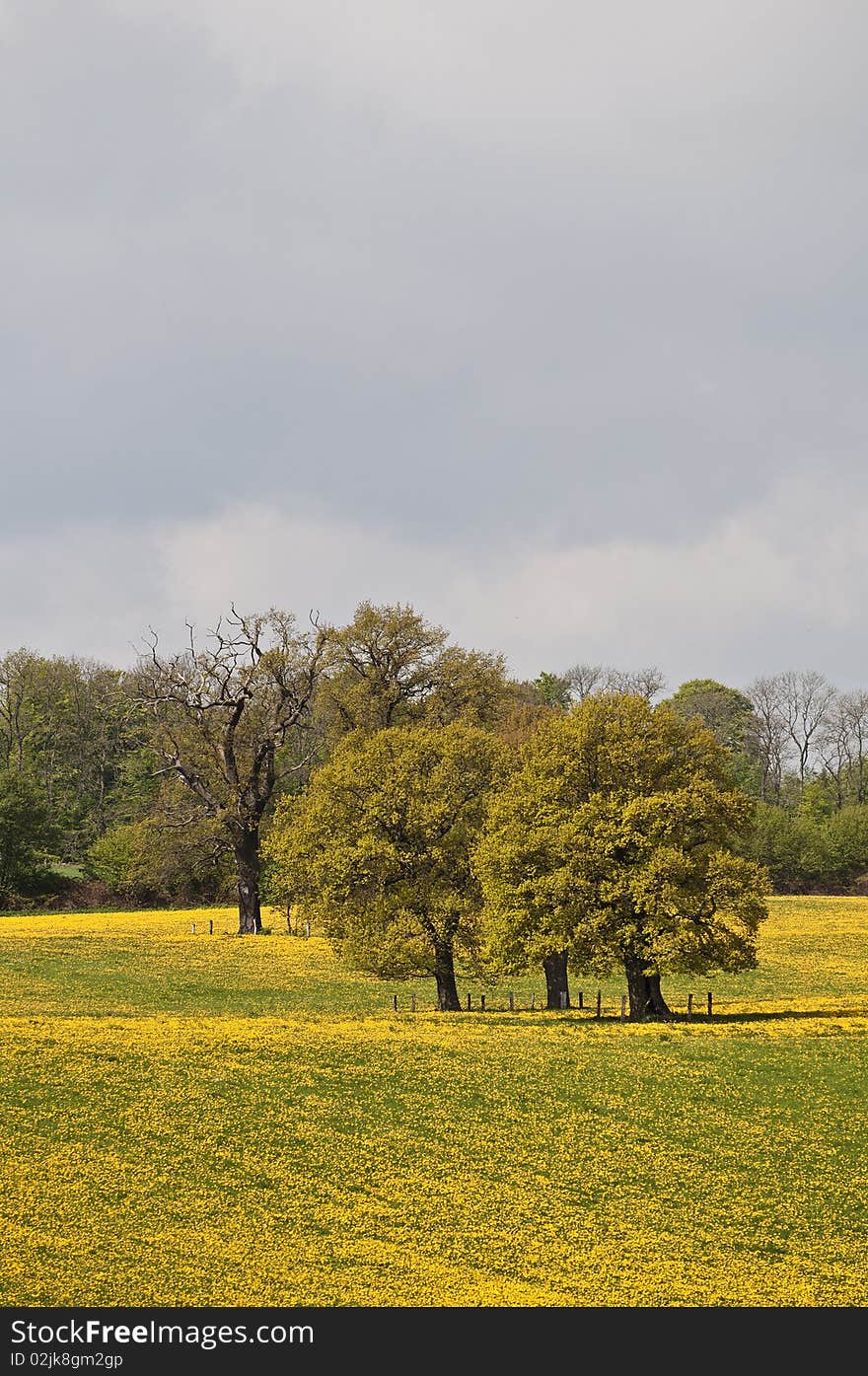 Cultural landscape - Schleswig-Holstein - Westensee - Germany