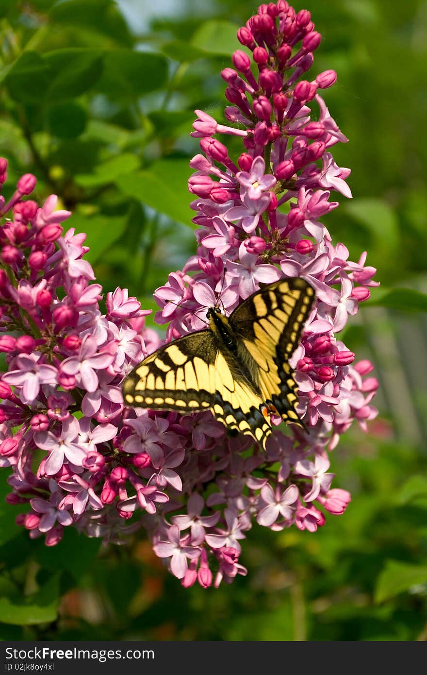 Swallowtail butterfly