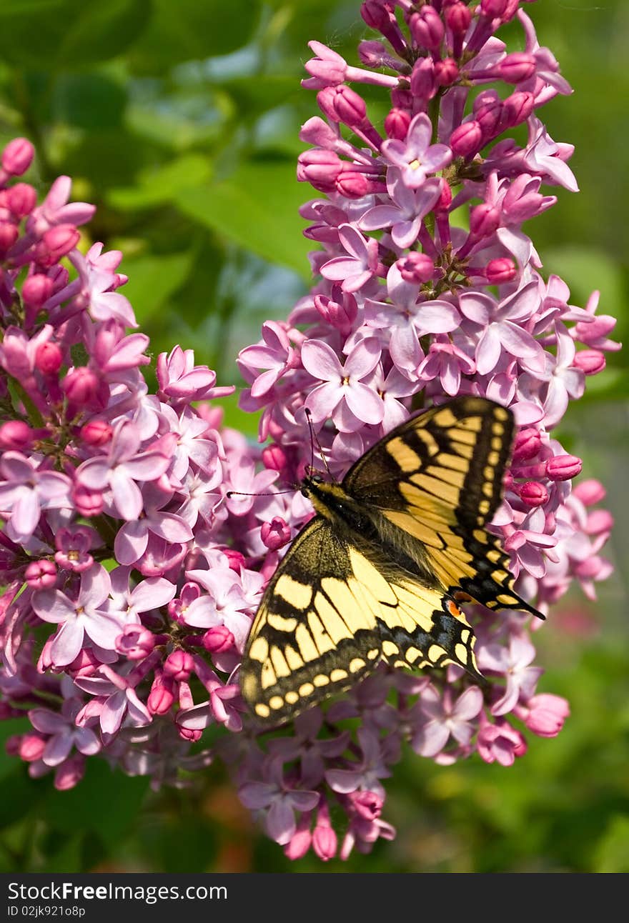 Swallowtail butterfly