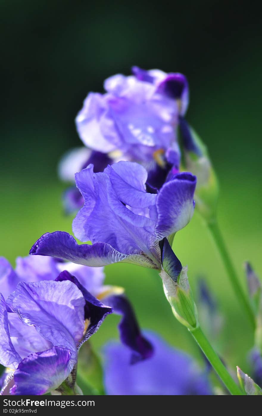 Blue Iris in full bloom in the spring, on a green background