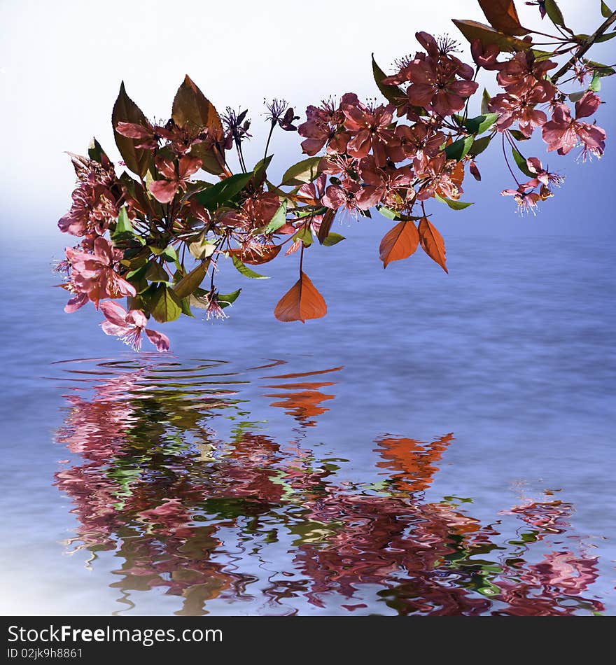 This image shows some flowering branches, reflected in the water, facing the sun. This image shows some flowering branches, reflected in the water, facing the sun