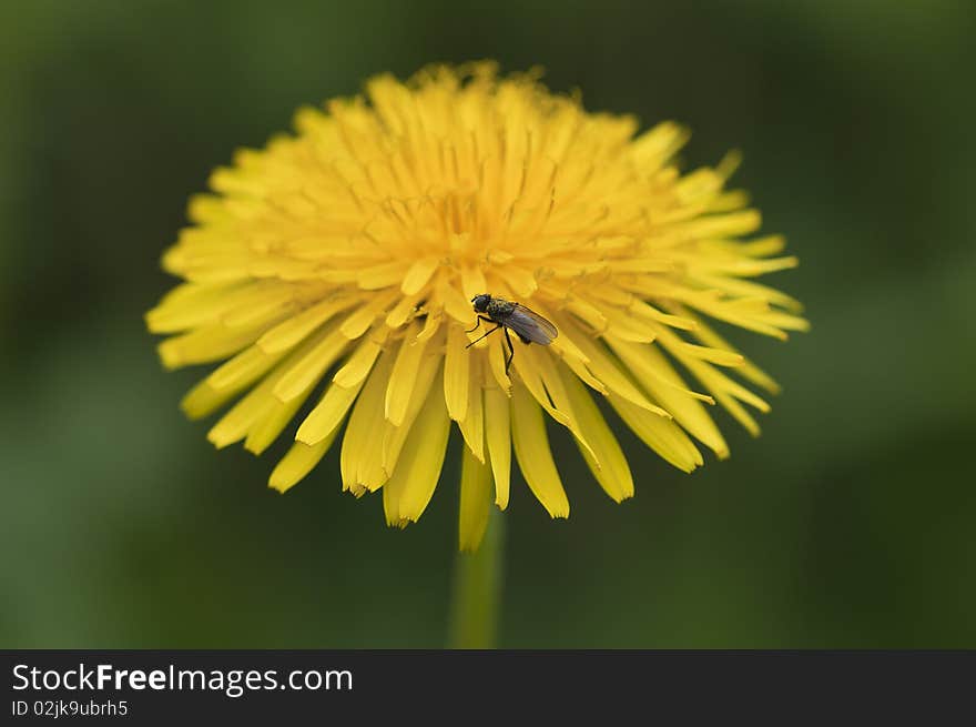 Common dandelion - Taraxacum