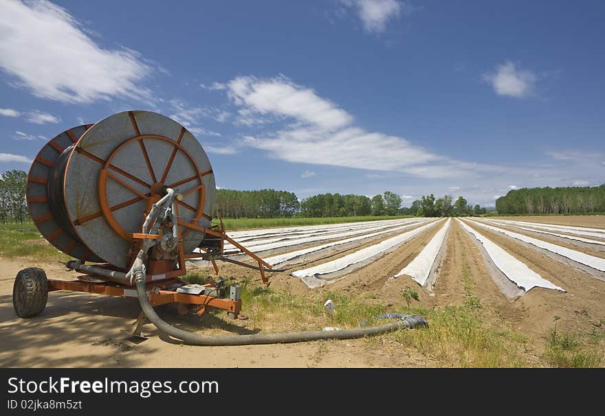 Asparagus field