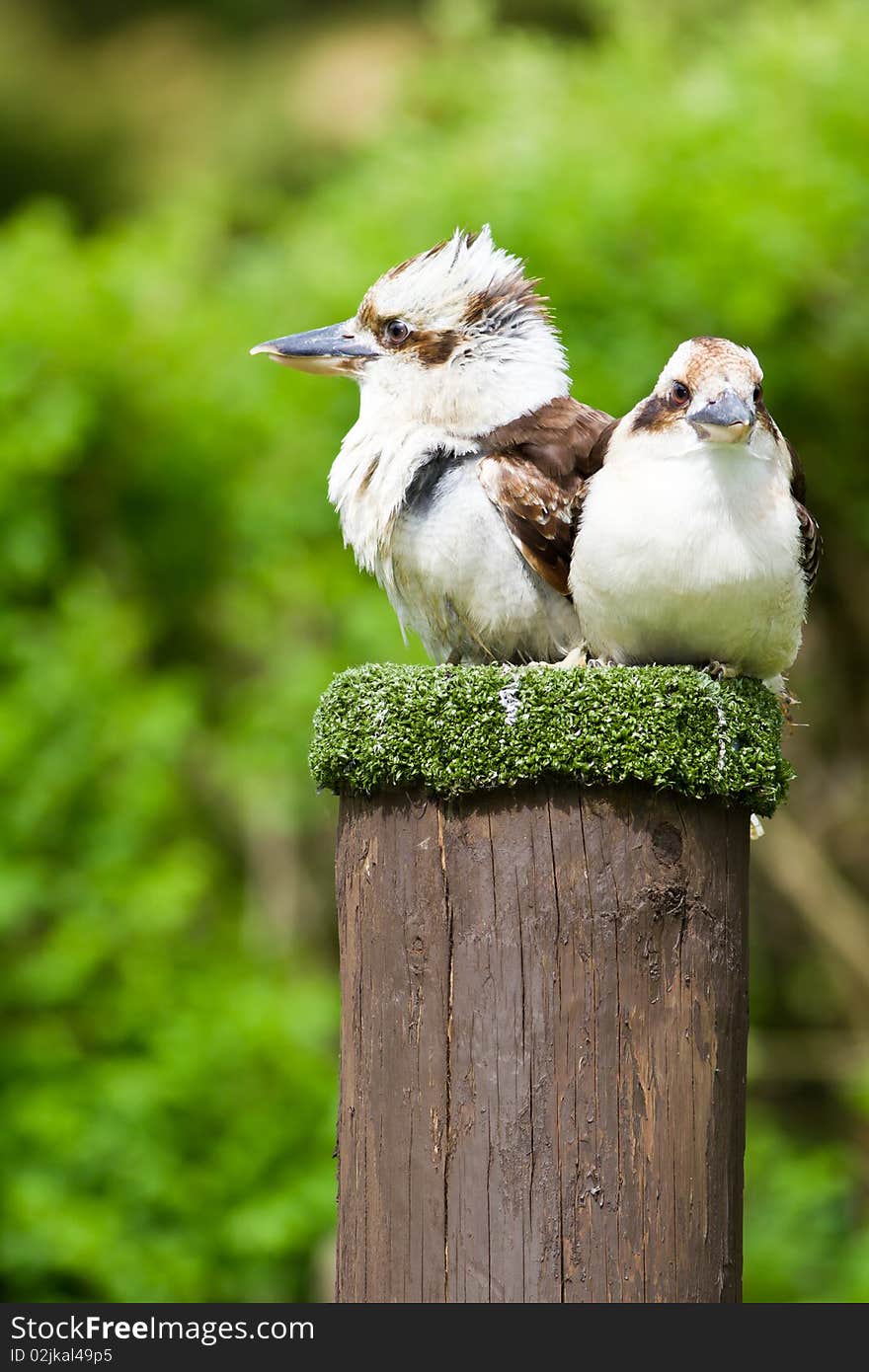 Pair of Laughing Kookaburra birds on a post