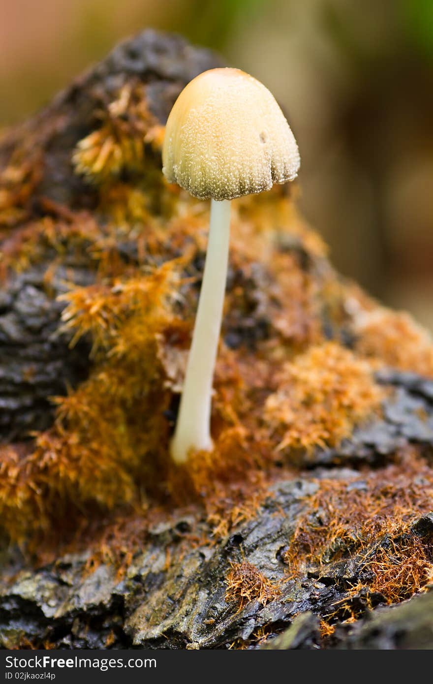 Coprinus atramentarius on rotting damp log. Coprinus atramentarius on rotting damp log