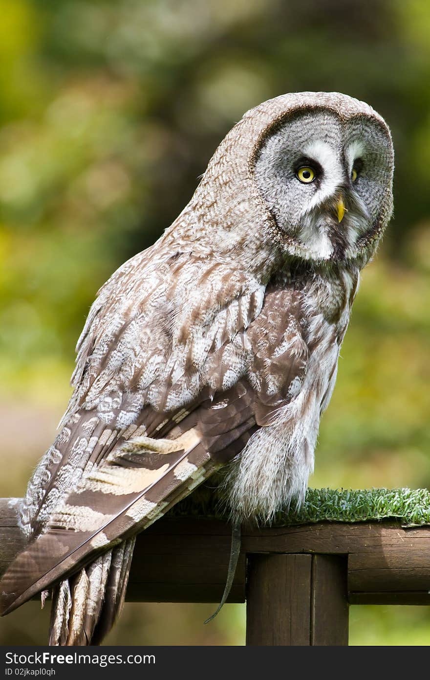 Great Grey Owl or Lapland Owl (Strix nebulosa)