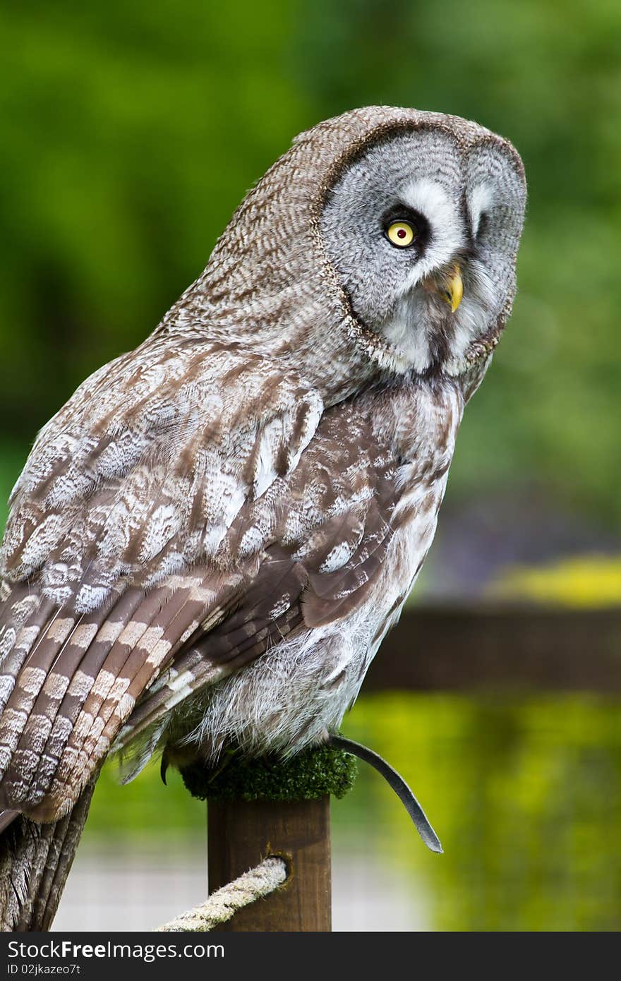 Great Grey Owl or Lapland Owl (Strix nebulosa)