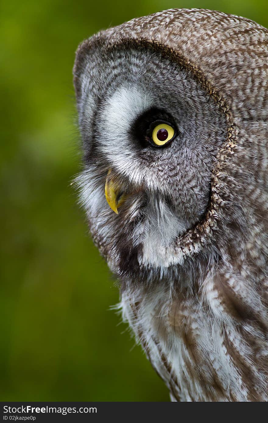 Great Grey Owl or Lapland Owl (Strix nebulosa)