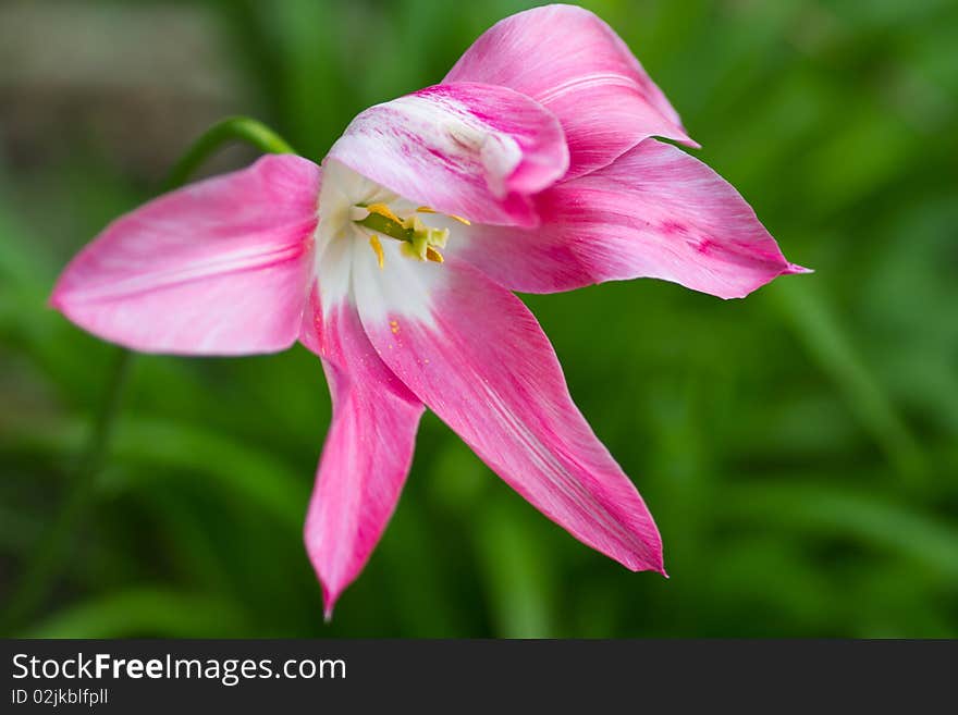 Open single pink and white tulip flower. Open single pink and white tulip flower