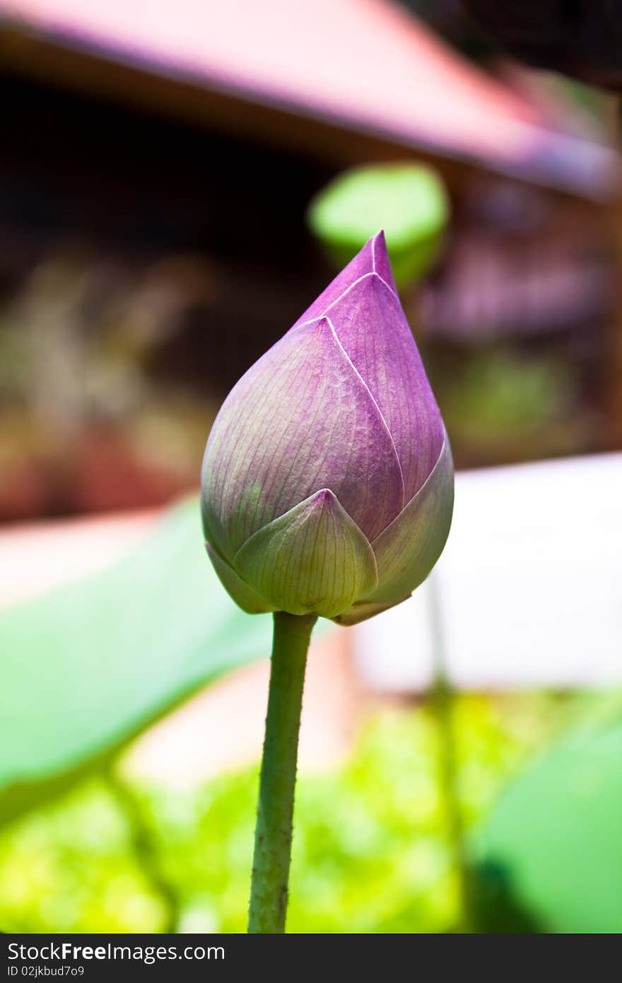 In thai it's call Bua Luang, another name is Nelumbo,Nymphaeaceae family. In thai it's call Bua Luang, another name is Nelumbo,Nymphaeaceae family