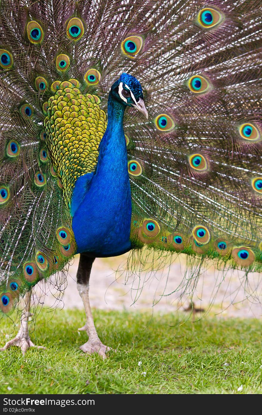 Peacock