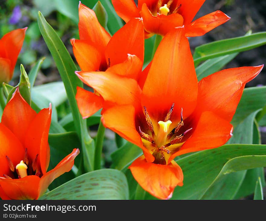 Easter Tulips