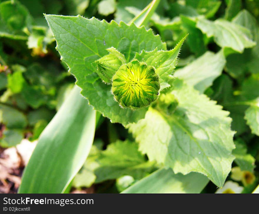 Camomile bud blossoming in a garden