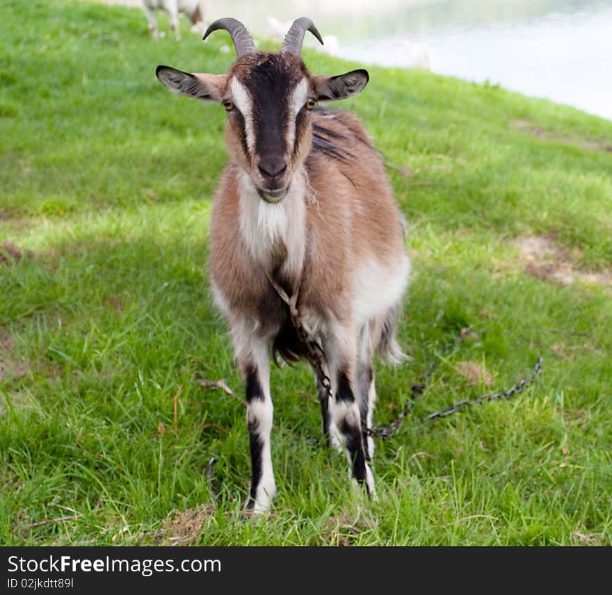 Goat on a green meadow