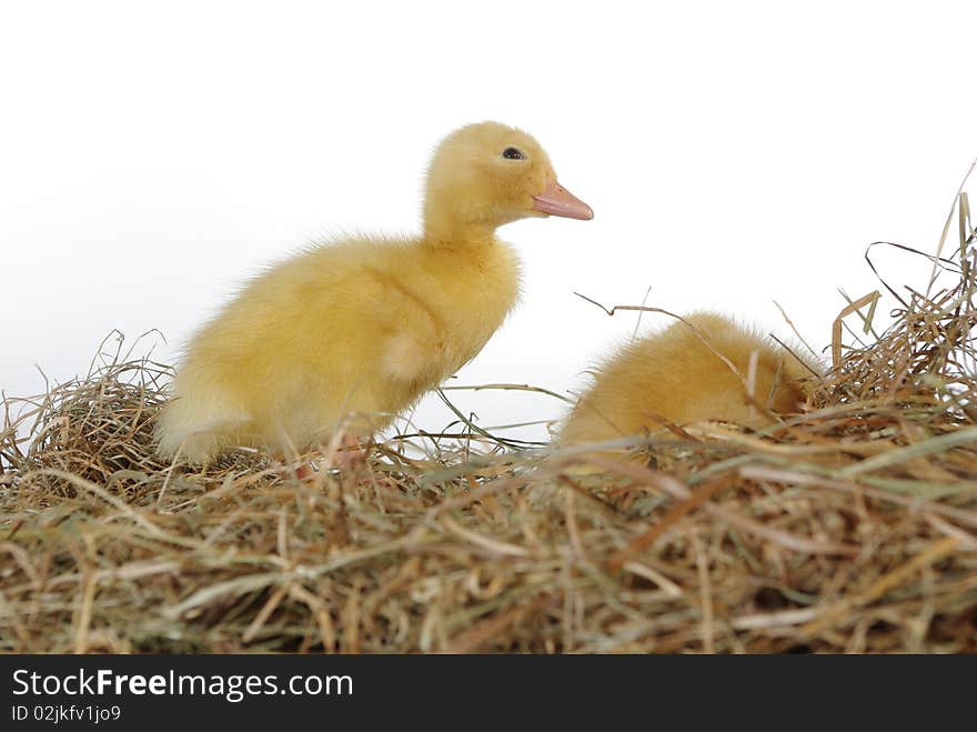 Two nestlings in nest on white background