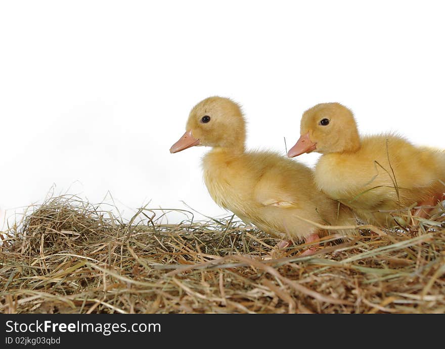 Two nestlings in nest on white background