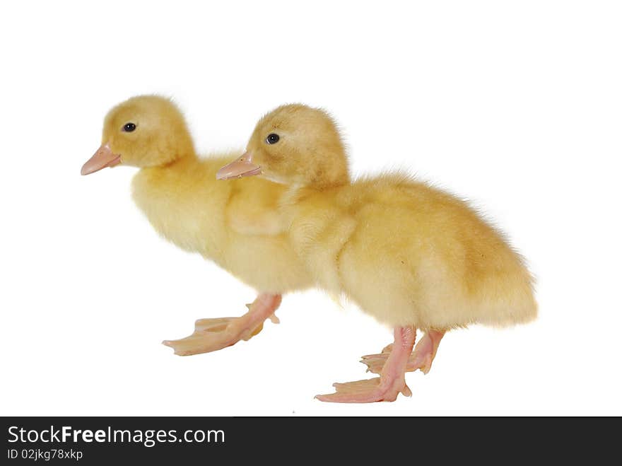 Two nestlings of duck on white background