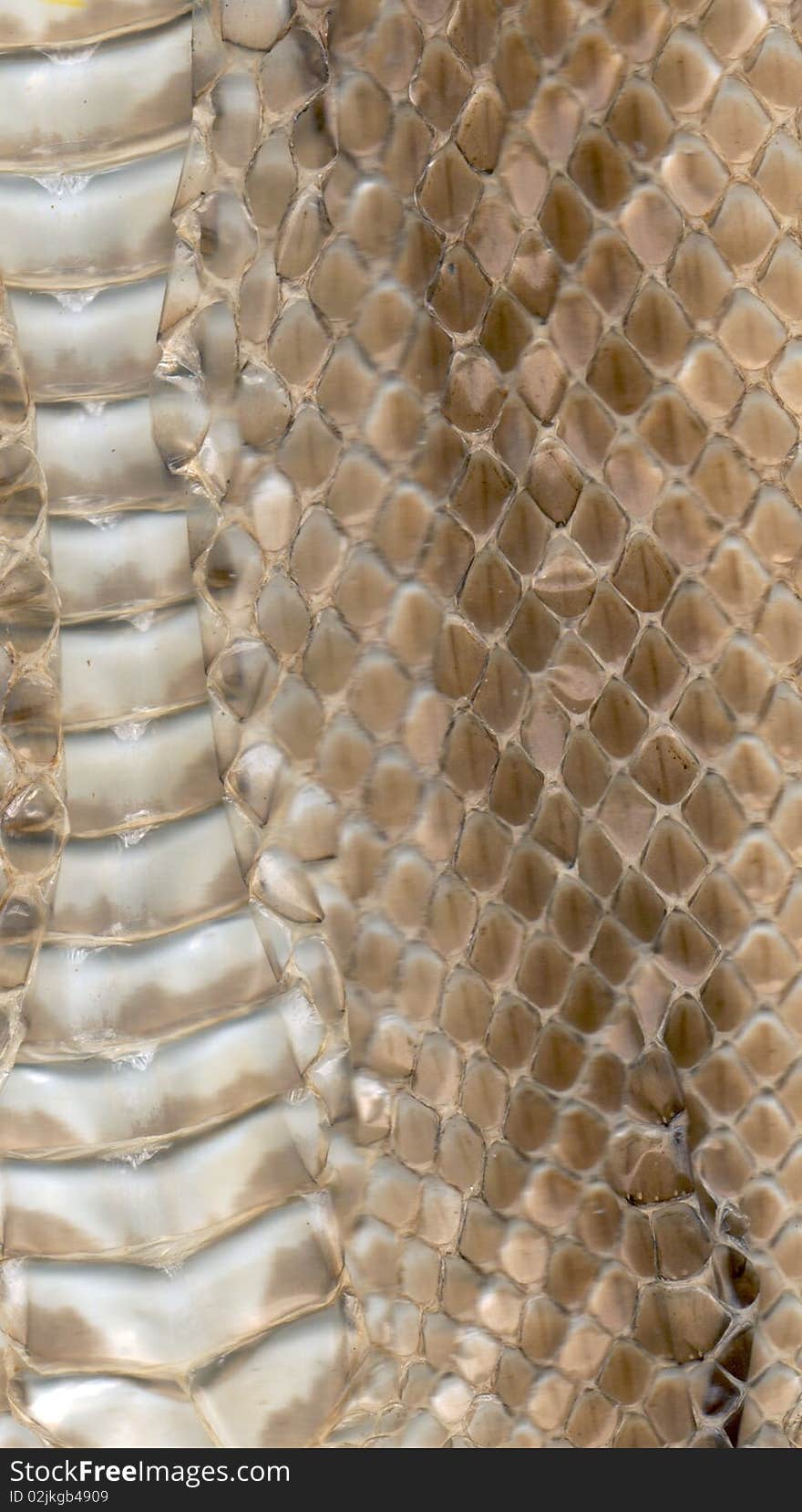 Snake skin