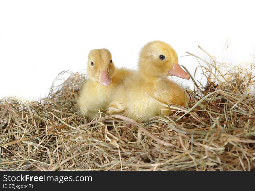 Two nestlings in nest on white background