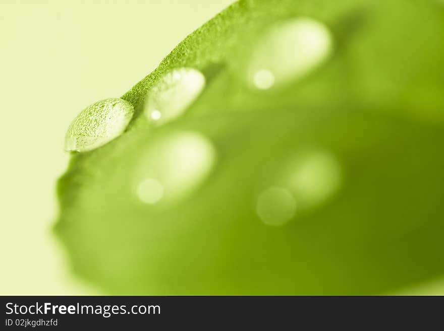 Fresh green leaf of basil with water drops. Soft focus. Fresh green leaf of basil with water drops. Soft focus.