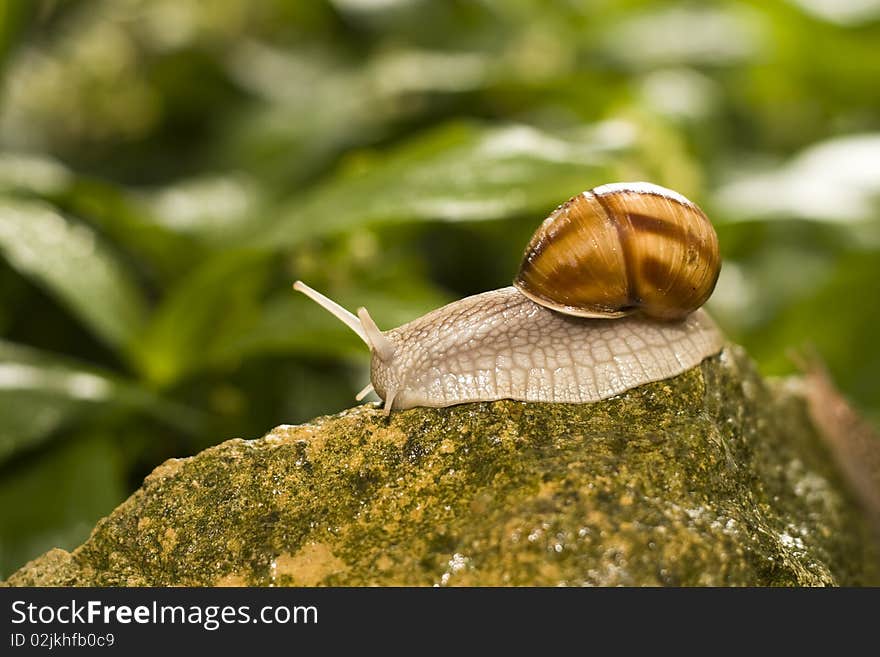 Snail crawling on the rocks.