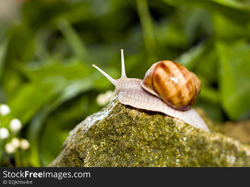 Snail crawling on the rocks.