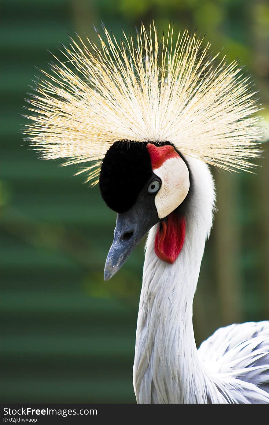 Crowned crane, a beautiful ornamental feathers.