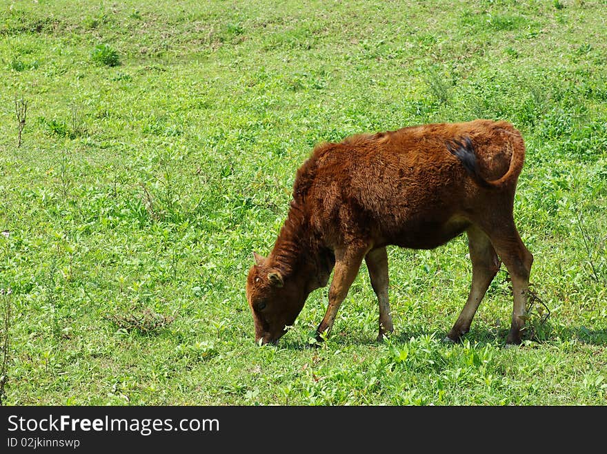 Brown Cows