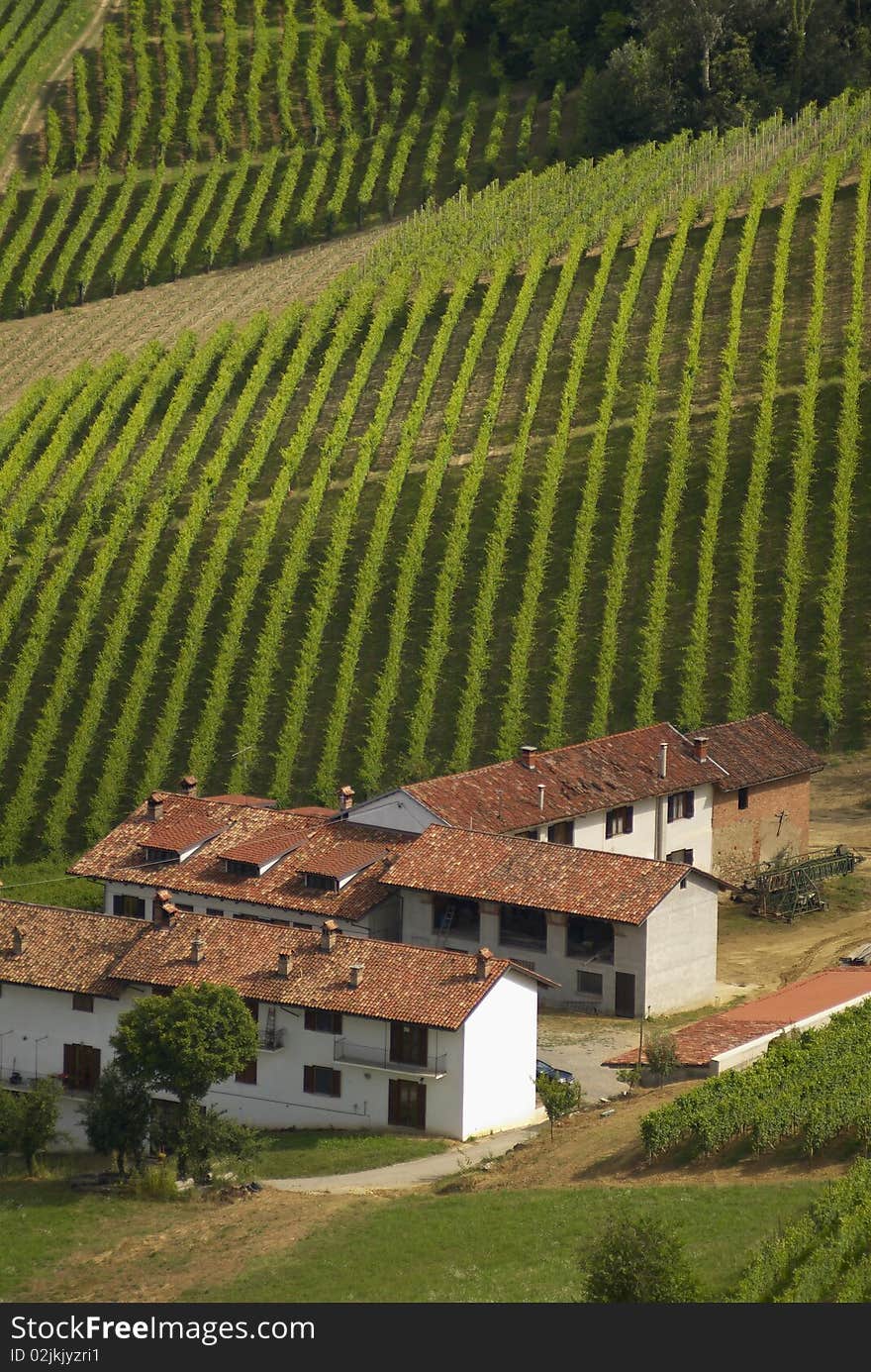 Country landscape and vineyard in piedmont