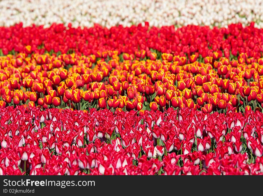 Field Of Colorful Tulips