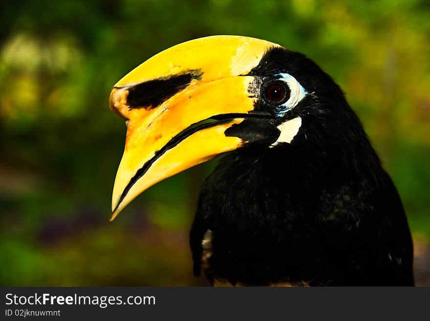 Oriental pied hornbill is 1 of 12 hornbill that you can meet at Thailand.