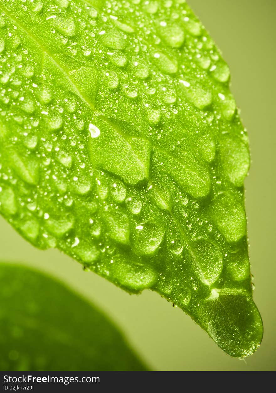 Fresh green leaf of basil with water drops. Soft focus. Fresh green leaf of basil with water drops. Soft focus.