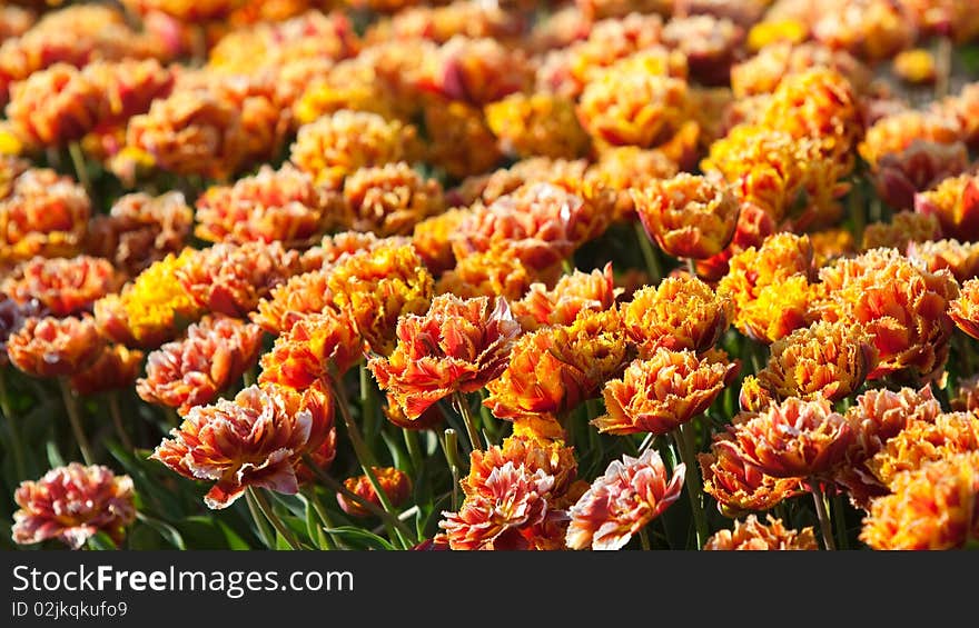 Flowerbed of special tulips