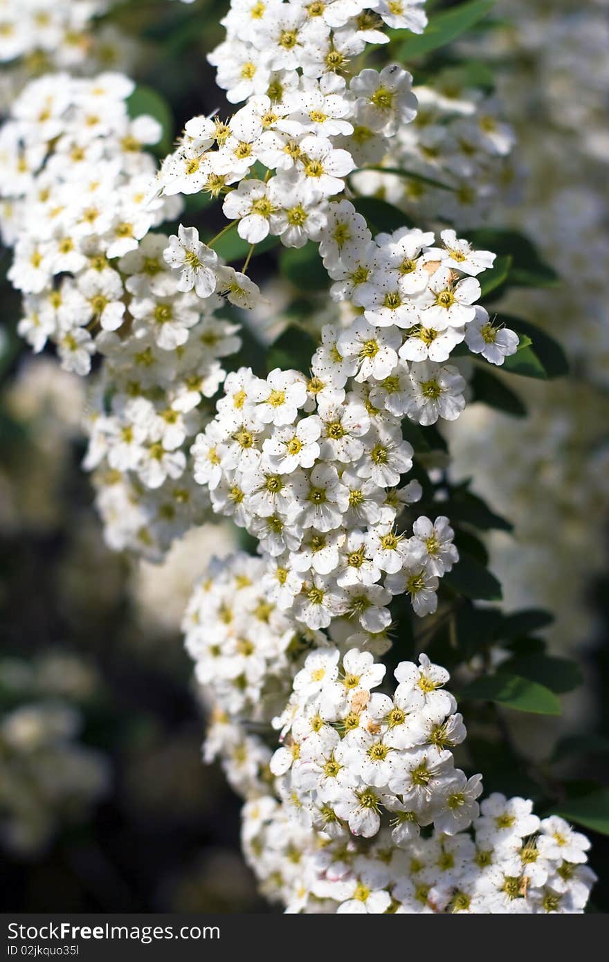 Renaissance Spirea, (Spirea x vanhouttei)