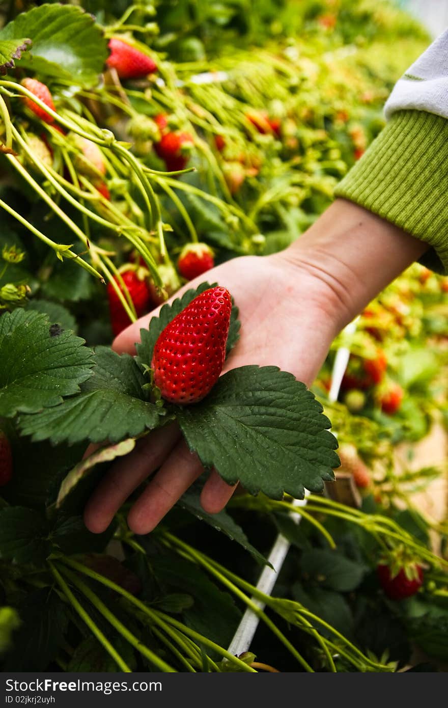 Fresh strawberry is waiting for you pick it up and eat it by yourself in the farm at Japan. Fresh strawberry is waiting for you pick it up and eat it by yourself in the farm at Japan.