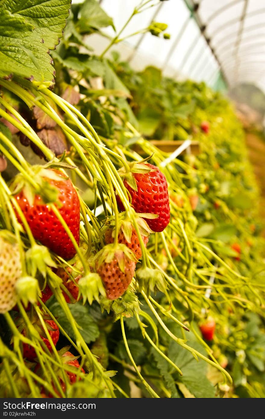 Fresh strawberry is waiting for you pick it up and eat it by yourself in the farm at Japan. Fresh strawberry is waiting for you pick it up and eat it by yourself in the farm at Japan.