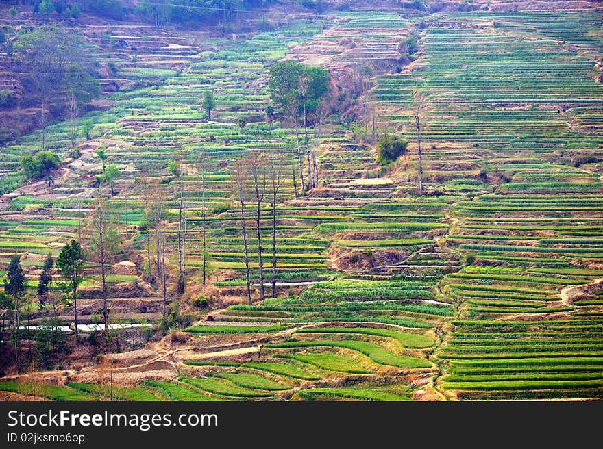 Terraced fields