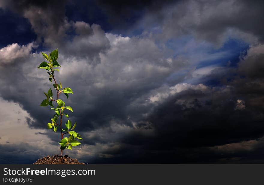 The young green sprout of wood against the sky. The young green sprout of wood against the sky