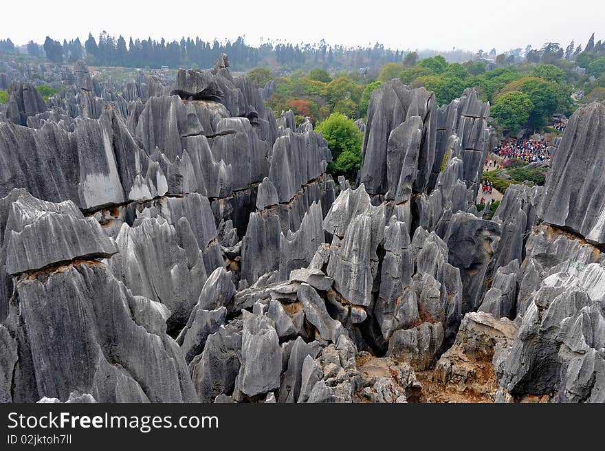 The stone of the province stone park wood of Yunnan, China view wood. The stone of the province stone park wood of Yunnan, China view wood