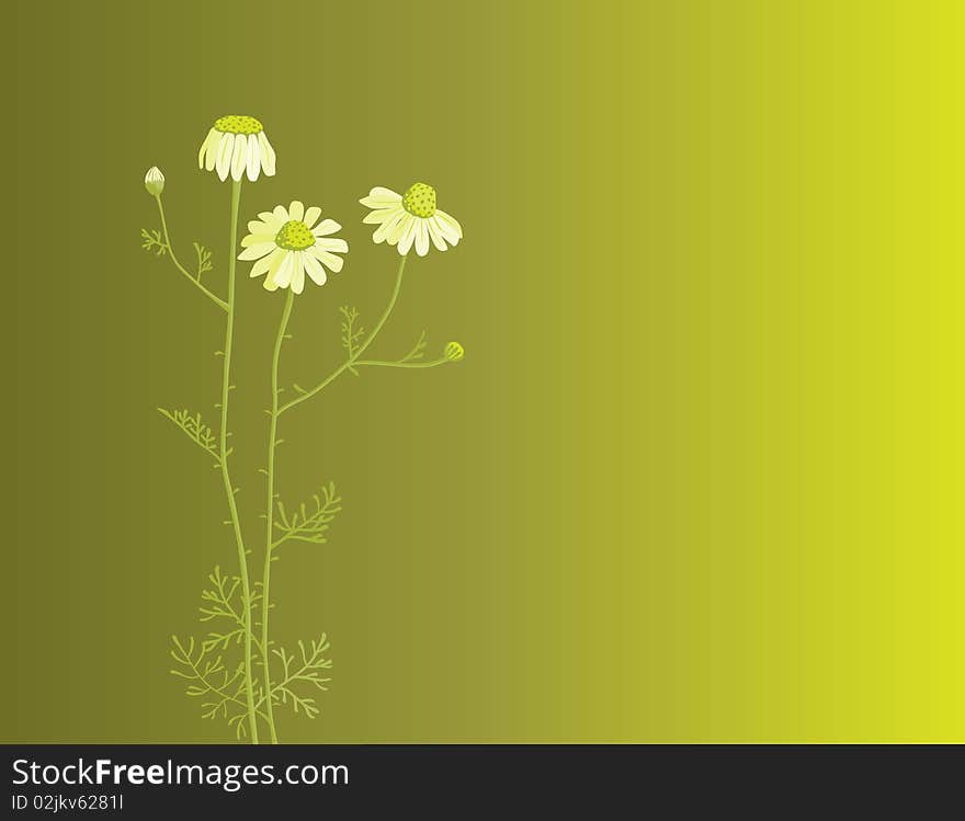 Illustration of camomile plant on green background. Illustration of camomile plant on green background