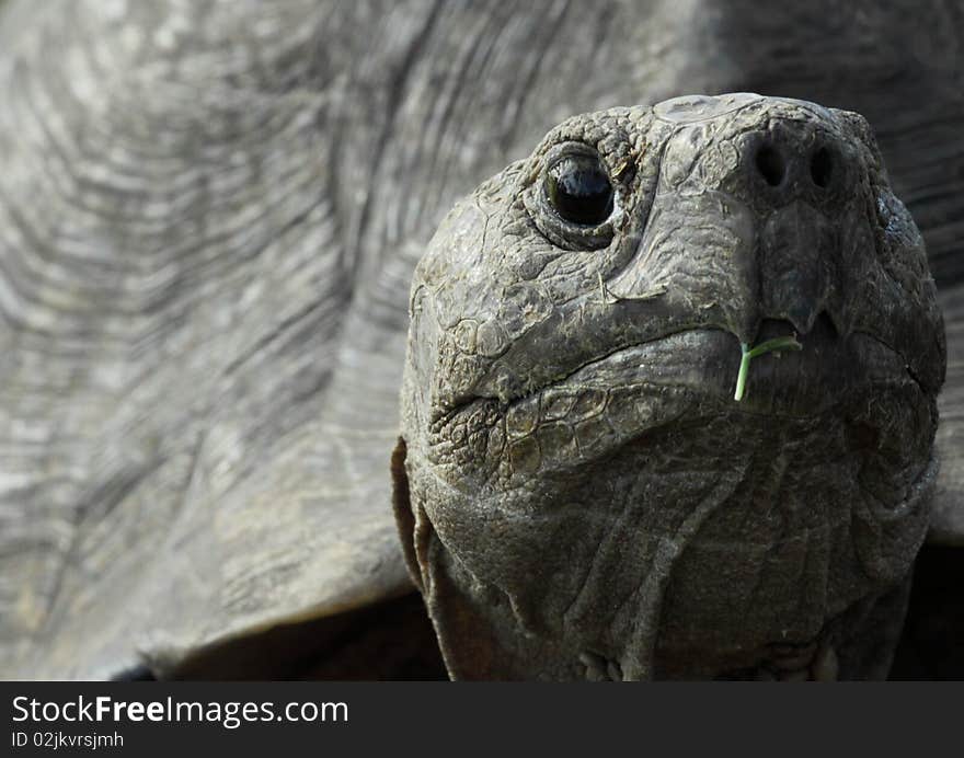 A leopard tortoise looking towards the camera with its shell as a backround.