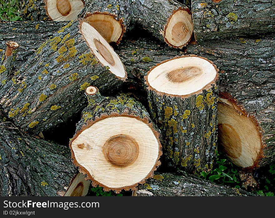 Wooden logs cut and piled