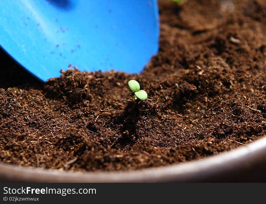 Small plant in a pot and blue garden tool