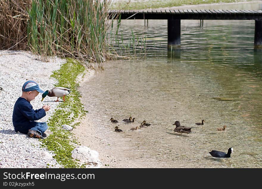 Child feeds the birds on the lake. Child feeds the birds on the lake.