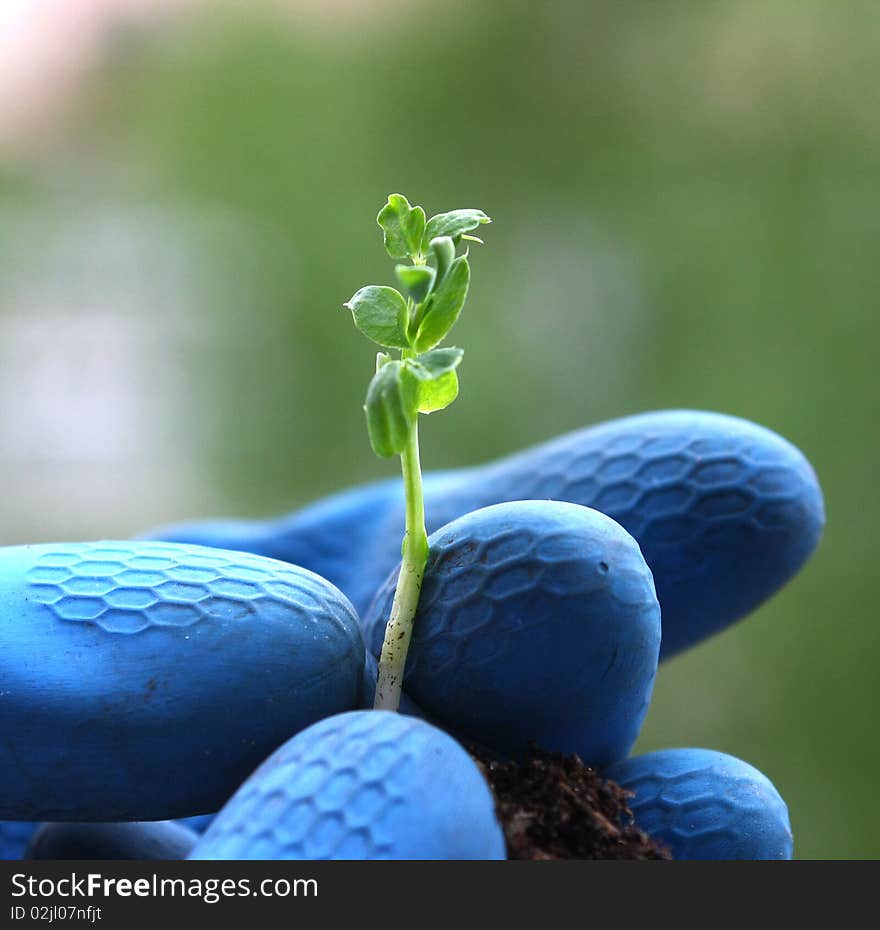 Hand holding a little green plant in garden. Hand holding a little green plant in garden