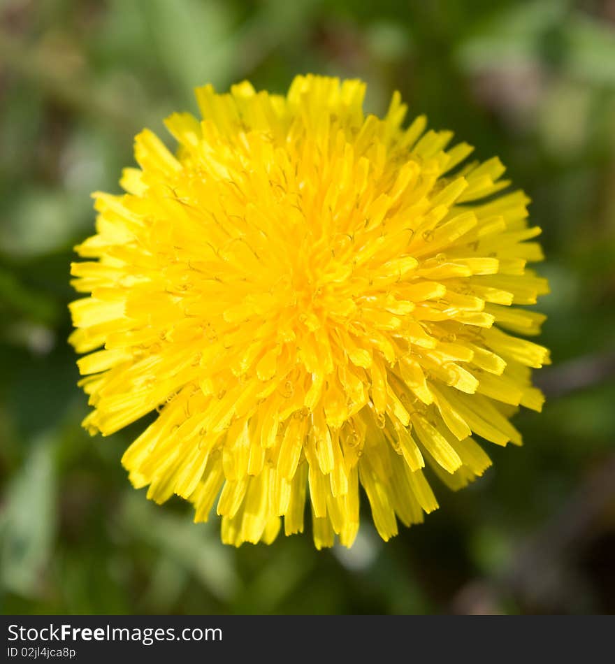 Yellow dandelion on a green background