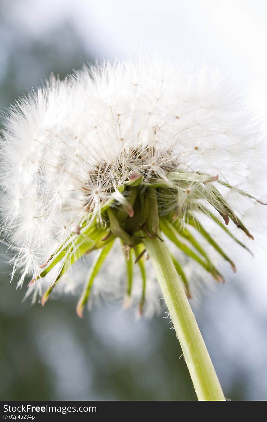 White Fluffy Dandelion