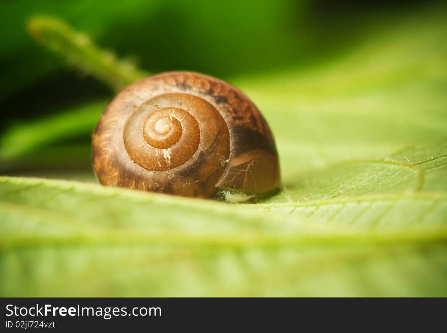 Snail On A Leaf