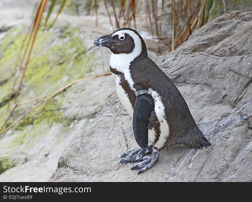 African Penguin